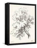 Oak Tree Study-null-Framed Stretched Canvas