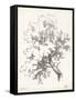 Oak Tree Study-null-Framed Stretched Canvas