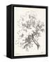 Oak Tree Study-null-Framed Stretched Canvas