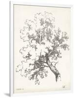 Oak Tree Study-null-Framed Art Print