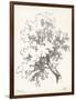 Oak Tree Study-null-Framed Art Print