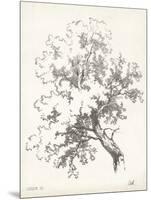Oak Tree Study-null-Mounted Art Print