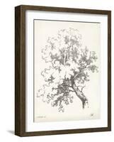 Oak Tree Study-null-Framed Art Print