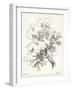 Oak Tree Study-null-Framed Art Print