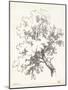 Oak Tree Study-null-Mounted Art Print