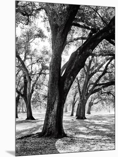 Oak Tree Study-Boyce Watt-Mounted Art Print