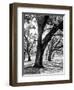 Oak Tree Study-Boyce Watt-Framed Art Print