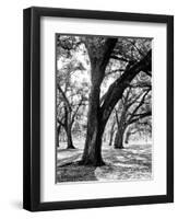 Oak Tree Study-Boyce Watt-Framed Art Print