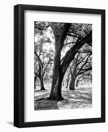 Oak Tree Study-Boyce Watt-Framed Art Print