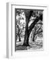 Oak Tree Study-Boyce Watt-Framed Art Print