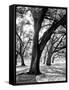 Oak Tree Study-Boyce Watt-Framed Stretched Canvas