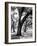 Oak Tree Study-Boyce Watt-Framed Art Print