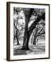 Oak Tree Study-Boyce Watt-Framed Art Print