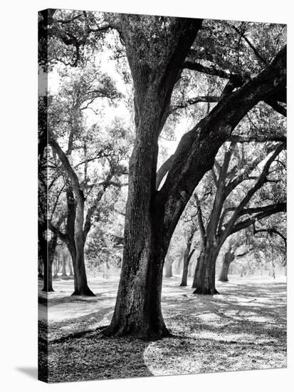 Oak Tree Study-Boyce Watt-Stretched Canvas