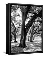 Oak Tree Study-Boyce Watt-Framed Stretched Canvas