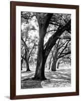 Oak Tree Study-Boyce Watt-Framed Art Print