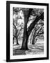 Oak Tree Study-Boyce Watt-Framed Art Print