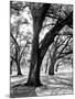 Oak Tree Study-Boyce Watt-Mounted Art Print