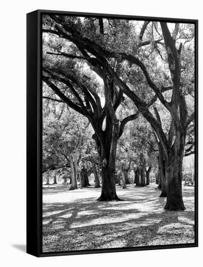 Oak Tree Study-Boyce Watt-Framed Stretched Canvas