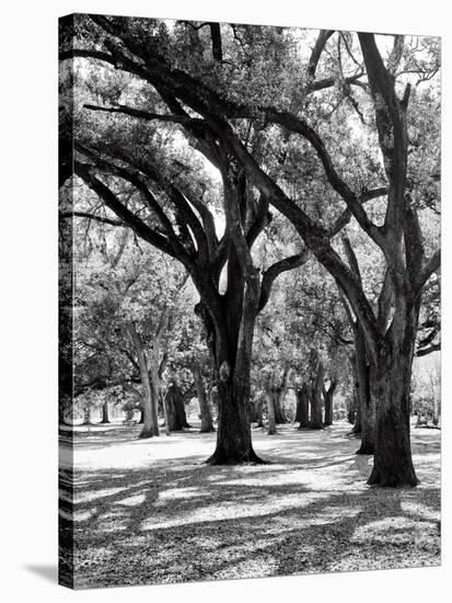 Oak Tree Study-Boyce Watt-Stretched Canvas