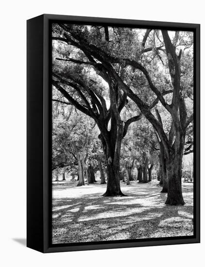 Oak Tree Study-Boyce Watt-Framed Stretched Canvas