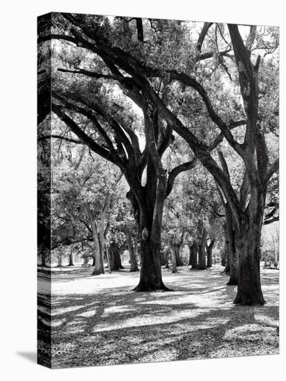 Oak Tree Study-Boyce Watt-Stretched Canvas