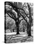 Oak Tree Study-Boyce Watt-Stretched Canvas
