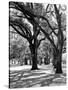 Oak Tree Study-Boyce Watt-Stretched Canvas