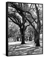 Oak Tree Study-Boyce Watt-Framed Stretched Canvas