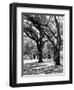 Oak Tree Study-Boyce Watt-Framed Art Print