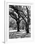 Oak Tree Study-Boyce Watt-Framed Art Print