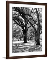 Oak Tree Study-Boyce Watt-Framed Art Print