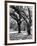 Oak Tree Study-Boyce Watt-Framed Art Print