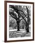 Oak Tree Study-Boyce Watt-Framed Art Print