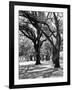 Oak Tree Study-Boyce Watt-Framed Art Print