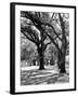 Oak Tree Study-Boyce Watt-Framed Art Print