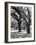 Oak Tree Study-Boyce Watt-Framed Art Print