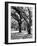 Oak Tree Study-Boyce Watt-Framed Art Print