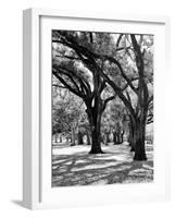 Oak Tree Study-Boyce Watt-Framed Art Print