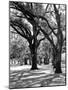 Oak Tree Study-Boyce Watt-Mounted Art Print