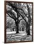 Oak Tree Study-Boyce Watt-Framed Art Print