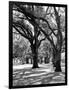 Oak Tree Study-Boyce Watt-Framed Art Print