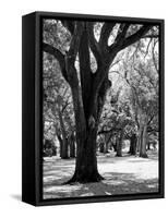 Oak Tree Study-Boyce Watt-Framed Stretched Canvas