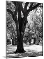 Oak Tree Study-Boyce Watt-Mounted Art Print