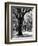 Oak Tree Study-Boyce Watt-Framed Art Print