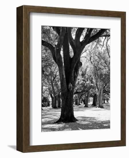 Oak Tree Study-Boyce Watt-Framed Art Print