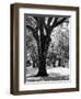 Oak Tree Study-Boyce Watt-Framed Art Print