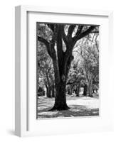 Oak Tree Study-Boyce Watt-Framed Art Print