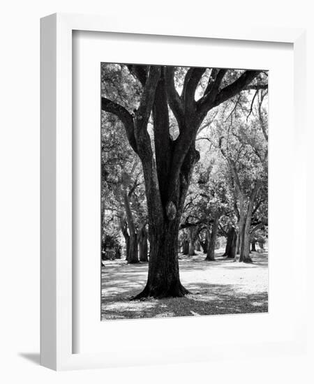 Oak Tree Study-Boyce Watt-Framed Art Print