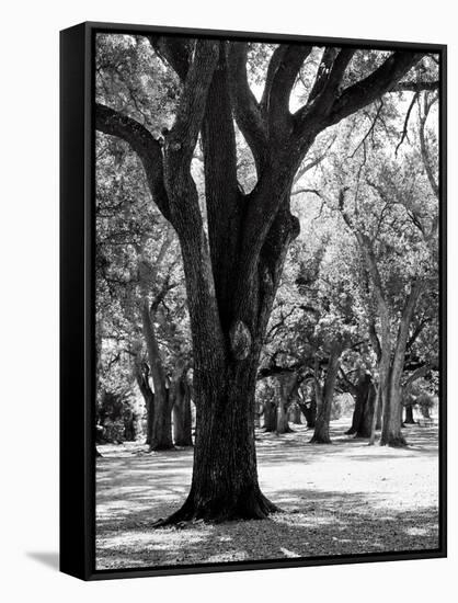 Oak Tree Study-Boyce Watt-Framed Stretched Canvas